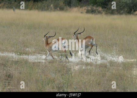 Red Letschwe (Kobus leech) Antilope laufen durch Wasser durch afrikanische Wildhunde, jagten Stockfoto