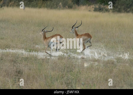 Red Letschwe (Kobus leech) Antilope laufen durch Wasser durch afrikanische Wildhunde, jagten Stockfoto