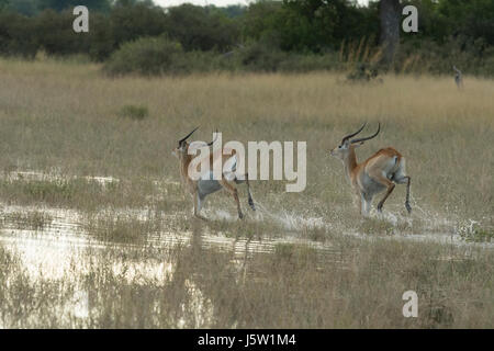 Red Letschwe (Kobus leech) Antilope laufen durch Wasser durch afrikanische Wildhunde, jagten Stockfoto