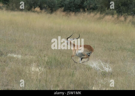 Red Letschwe (Kobus leech) Antilope laufen durch Wasser durch afrikanische Wildhunde, jagten Stockfoto