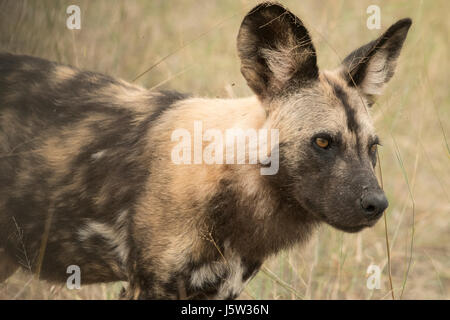 Kap-Jagd Hunde auch bekannt als afrikanische Wildhunde spielen und jagen in das Okavango Delta-Botswana Stockfoto