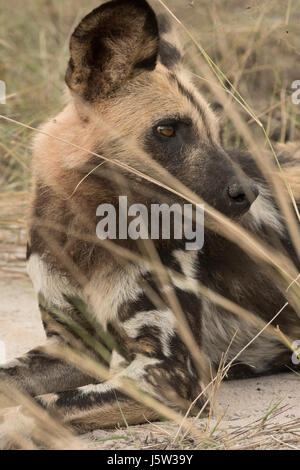 Kap-Jagd Hunde auch bekannt als afrikanische Wildhunde spielen und jagen in das Okavango Delta-Botswana Stockfoto