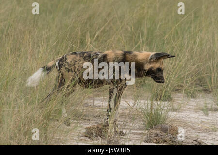 Kap-Jagd Hunde auch bekannt als afrikanische Wildhunde spielen und jagen in das Okavango Delta-Botswana Stockfoto