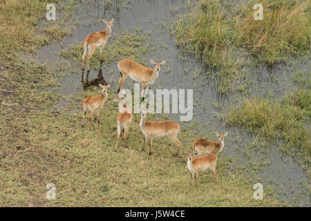 Red Letschwe Antilope (Kobus leech) vom Hubschrauber im Okavango Delta Botswana gesehen Stockfoto