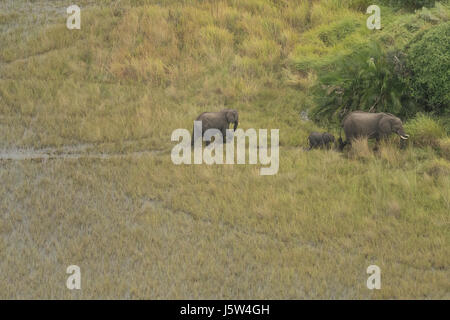 Afrikanische Elefanten im Okavango Delta in Botswana aus der Luft gesehen Stockfoto