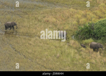 Afrikanische Elefanten im Okavango Delta in Botswana aus der Luft gesehen Stockfoto