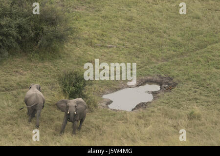 Afrikanische Elefanten im Okavango Delta in Botswana aus der Luft gesehen Stockfoto