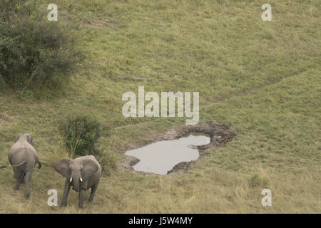 Afrikanische Elefanten im Okavango Delta in Botswana aus der Luft gesehen Stockfoto