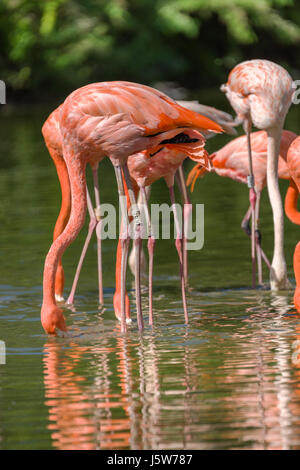 Captive Flamingos Kamm das Wasser nach Nahrung in der Slimbridge WWT-Reserve in Gloucestershire, England. Stockfoto