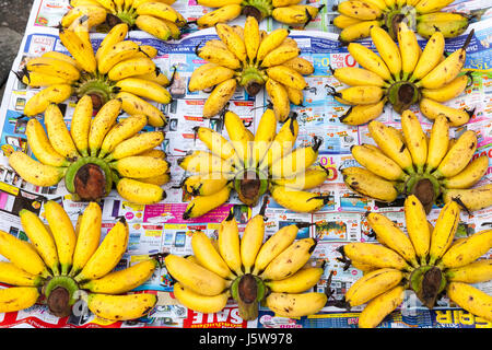 CHIANG MAI, THAILAND - 21 AUGUST: Bündel Bananen zum Verkauf an der Chiang Mai Street Market am 21. August 2016 in Chiang Mai, Thailand. Stockfoto