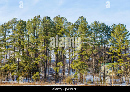 Haus mit Baum Wald im Winter Schnee in Virginia-Landschaft Stockfoto