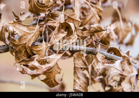 Makro Nahaufnahme von trockenen braunen Blätter auf Zweig am Baum im Winter Herbst Herbst Stockfoto
