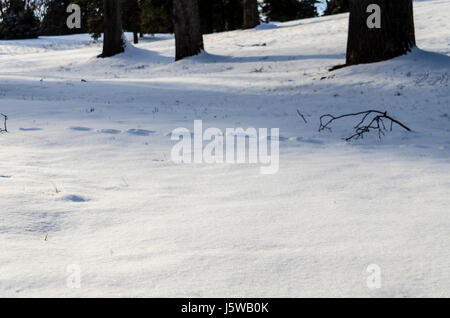 Landschaft im Winterschnee in Virginia mit Spuren Stockfoto