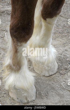 Pferde. HAPPY HORSE, natürlicher Horsemanship Platz am Montseny, Katalonien, Spanien.  Füße, Hufe, Pferd, Beständigkeit, Stabilität, Stockfoto