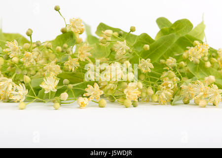 Ernte von frischen Lindenblüten. Studioaufnahme von Lindenblüten auf weißem Hintergrund. Großer-blättrig Linden, Tilia platyphyllos Stockfoto