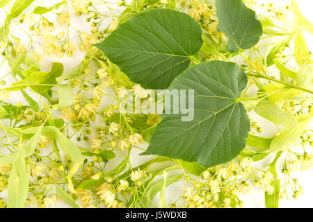 Ernte von frischen Lindenblüten. Studioaufnahme von Lindenblüten auf weißem Hintergrund. Großer-blättrig Linden, Tilia platyphyllos Stockfoto