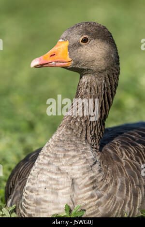 Die Vorfahren der meisten Hausgänsen der Graugans ist die größte von den Wildgänsen in Großbritannien und Europa heimisch. Stockfoto