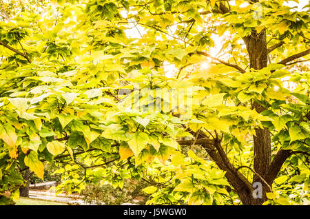 Grüne und gelbe östlichen Redbud Baum Blätter im Sonnenlicht im Herbst drehen Orange während des Sonnenuntergangs mit sunburst Stockfoto