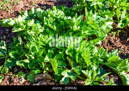 Nahaufnahme von Sellerie wachsen Gemüse Garten Stockfoto