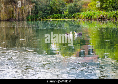 Zwei Enten schwimmen im Teich mit Weide im Herbst Stockfoto