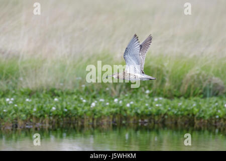 Eurasische Brachvogel Wader (Numenius Arquata) Tiefflug über Teich Moor mit Wollgras hinter Stockfoto