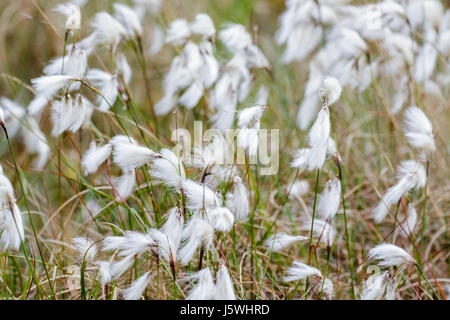 Gemeinsame Cottongrass Cottonsedge oder Moor Baumwolle (Wollgras Angustifolium) Stockfoto