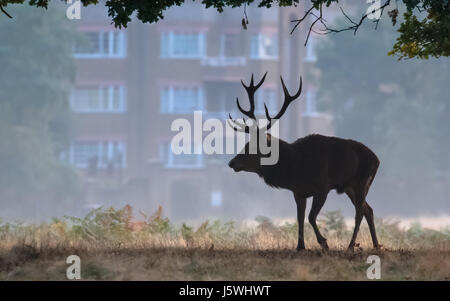 Silhouette der Hirsch Rothirsch (Cervus Elaphus) zu Fuß vor einige städtische Wohnungen befindet sich in einem Royal Park, nr London, England Stockfoto