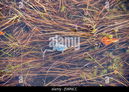 Frosch im Sumpf Stockfoto