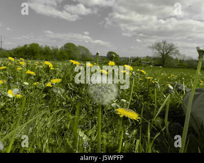 Löwenzahn-Feld Stockfoto