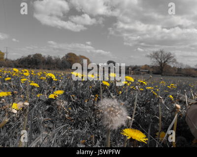 Löwenzahn-Feld Stockfoto