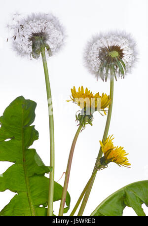 Löwenzahn Taxaxacum Officinale Samenköpfe Stockfoto