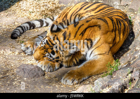 Bild wilde Tier gestreiften Räuber Amur-Tiger schlafen Stockfoto