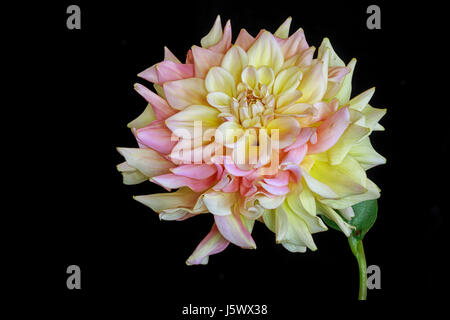 Pastell gelb und rosa Garten Dahlie auf schwarz. Stockfoto