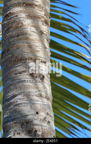 Die enge Vertikale von tropischen Palmen Baumstamm und grünen Wedel Blätter Stockfoto