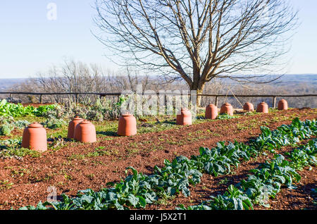 Charlottesville, USA - 20. Januar 2013: Gemüsegarten auf Berg in Monticello, Jeffersons Haus Stockfoto