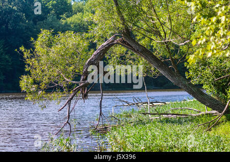 Gebrochenen Baum hängen über dem Wasser im See im Sommer Stockfoto