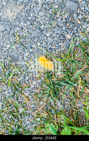 Gelbe flauschige Virginia Tiger Moth Raupe auf felsigem Boden vom grünen Rasen Stockfoto