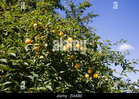 Kirsche-Pflaume-Baum mit Früchten im Garten wächst. Es ist ein leerer Raum. Stockfoto