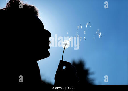 Silhouette einer schönen Frau bläst Löwenzahn Stockfoto