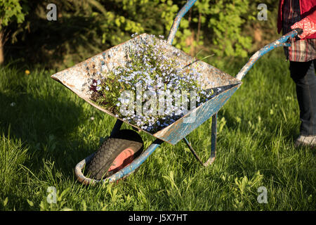 Gärtner-Hände, die Blumen im Garten Pflanzen Stockfoto