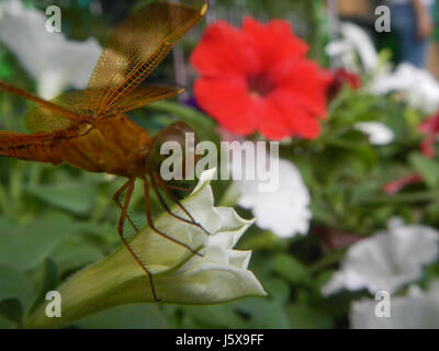 Dieses Bild zeigt Nahaufnahmen von Libellen auf Blumen, aufgenommen auf den Philippinen. Das Foto zeigt die zarte Schönheit der Natur, mit einem Fokus auf die komplizierten Merkmale des Insekts und die lebendige Flora. Stockfoto