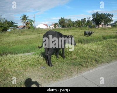 Dieser Eintrag bezieht sich auf einen Standort an der Straße 17 in Gapan City, Nueva Ecija, Philippinen, in dem Bulualto und San Miguel Parcutela als Schlüsselgebiete entlang der Straße aufgeführt sind. Stockfoto
