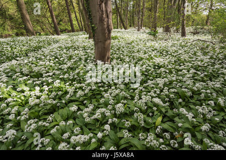 Bärlauch, Bärlauch, Allium Ursinum; Teppich aus kleinen weißen Blüten im Wald. Stockfoto