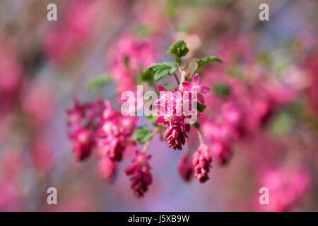 Johannisbeere, blühende Johannisbeere, Ribes Sanguineum, rosa Blumen wachsen im Freien. Stockfoto