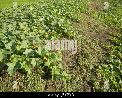 05057 Magumbali Felder Chen Wen-Yu Melone Paralaya an Pampanga San Miguel Straße 27 Stockfoto