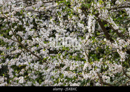 Kirsche, Wildkirsche, Prunus Avium, kleinen weißen Blüten wachsen im Freien. Stockfoto