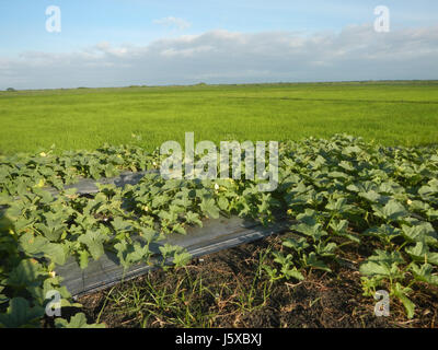 05097 Magumbali Felder Chen Wen-Yu Melone Paralaya an Pampanga San Miguel Straßen 02 Stockfoto