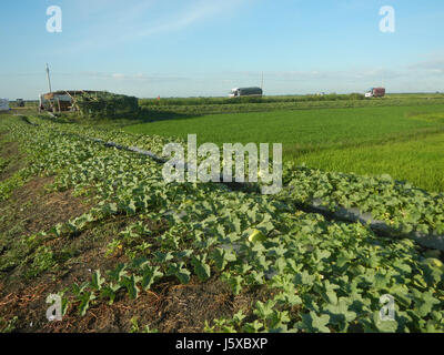 05097 Magumbali Felder Chen Wen-Yu Melone Paralaya an Pampanga San Miguel Straßen 05 Stockfoto