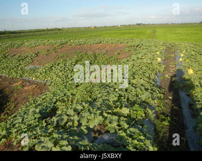 05097 Magumbali Felder Chen Wen-Yu Melone Paralaya an Pampanga San Miguel Straßen 07 Stockfoto