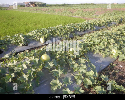 05097 Magumbali Felder Chen Wen-Yu Melone Paralaya an Pampanga San Miguel Straße 13 Stockfoto